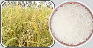 সুগন্ধি চাল রফতানিতে নিষেধাজ্ঞা প্রত্যাহারের চিন্তাভাবনা করছে বাংলাদেশ  সরকার