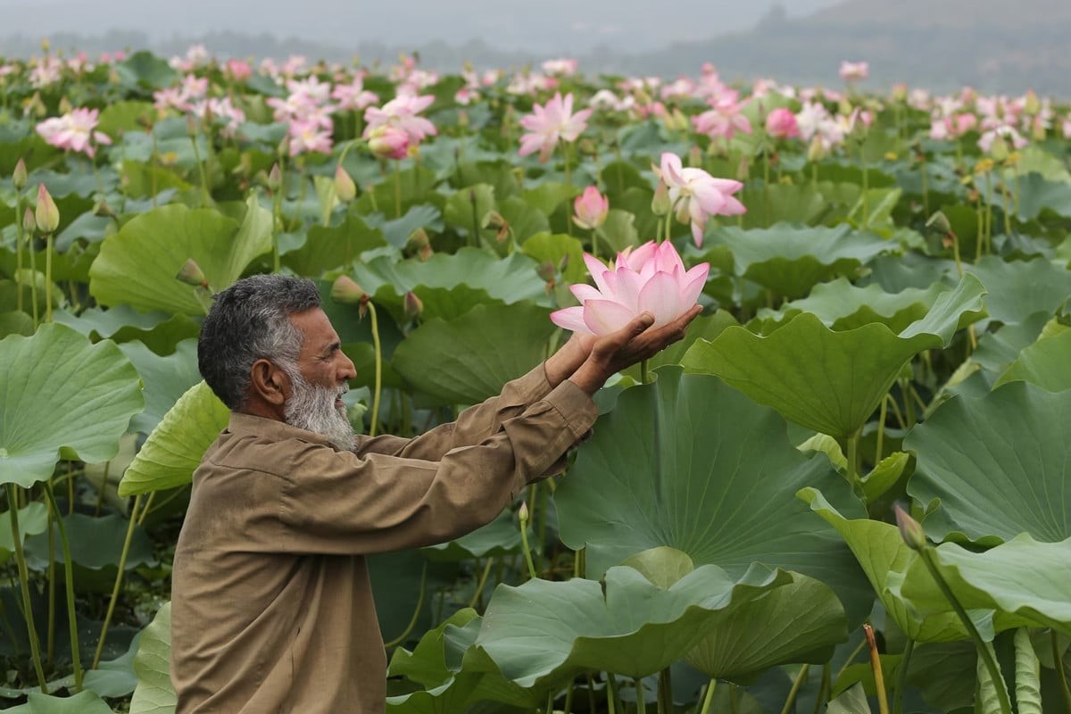 ৩০ বছর পর উলার হ্রদে পদ্মের প্রত্যাবর্তন, উচ্ছ্বসিত কাশ্মীরবাসী