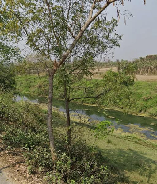 বঙ্গ ভিটা