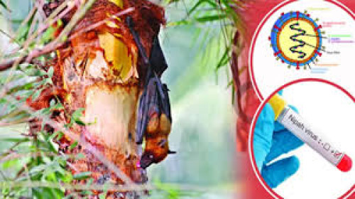 বাংলাদেশে নিপাহ ভাইরাসে একজনের মৃত্যু নিশ্চিত করল ডব্লিউএইচও